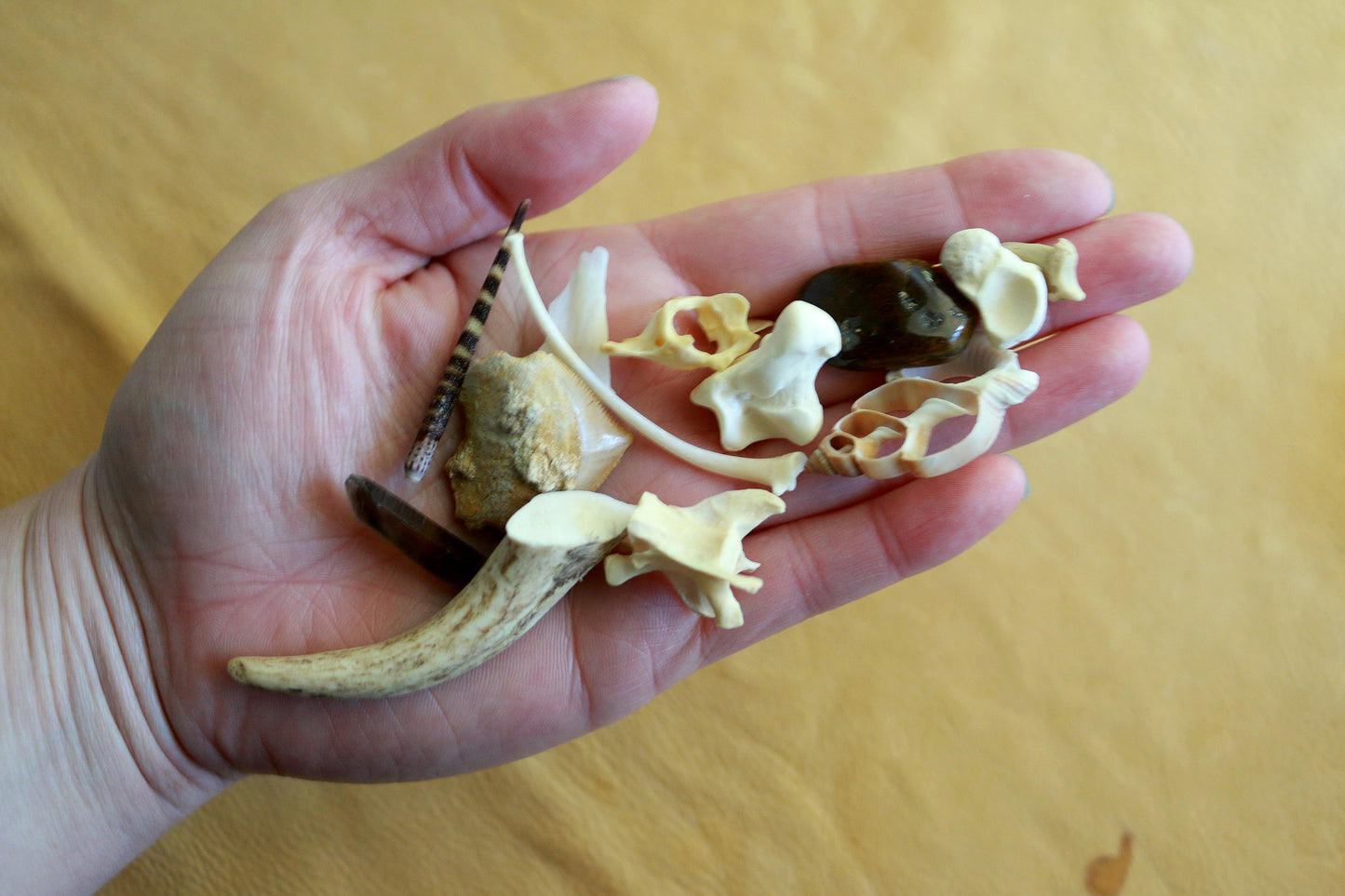 Animal Wisdom : Bone Throwing / Osteomancy Set
