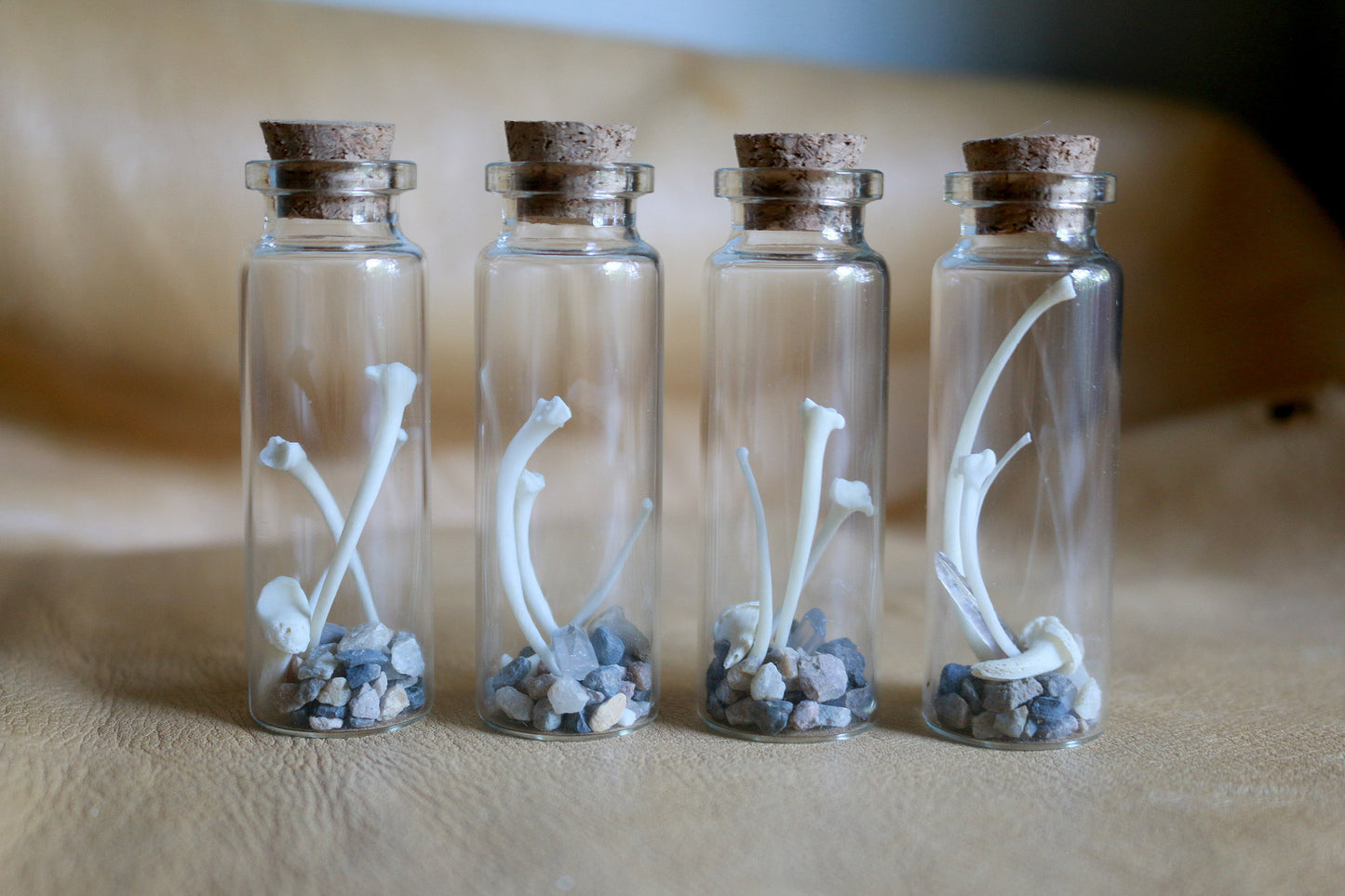 Desert Critters - Curiosities & Specimen Jar
