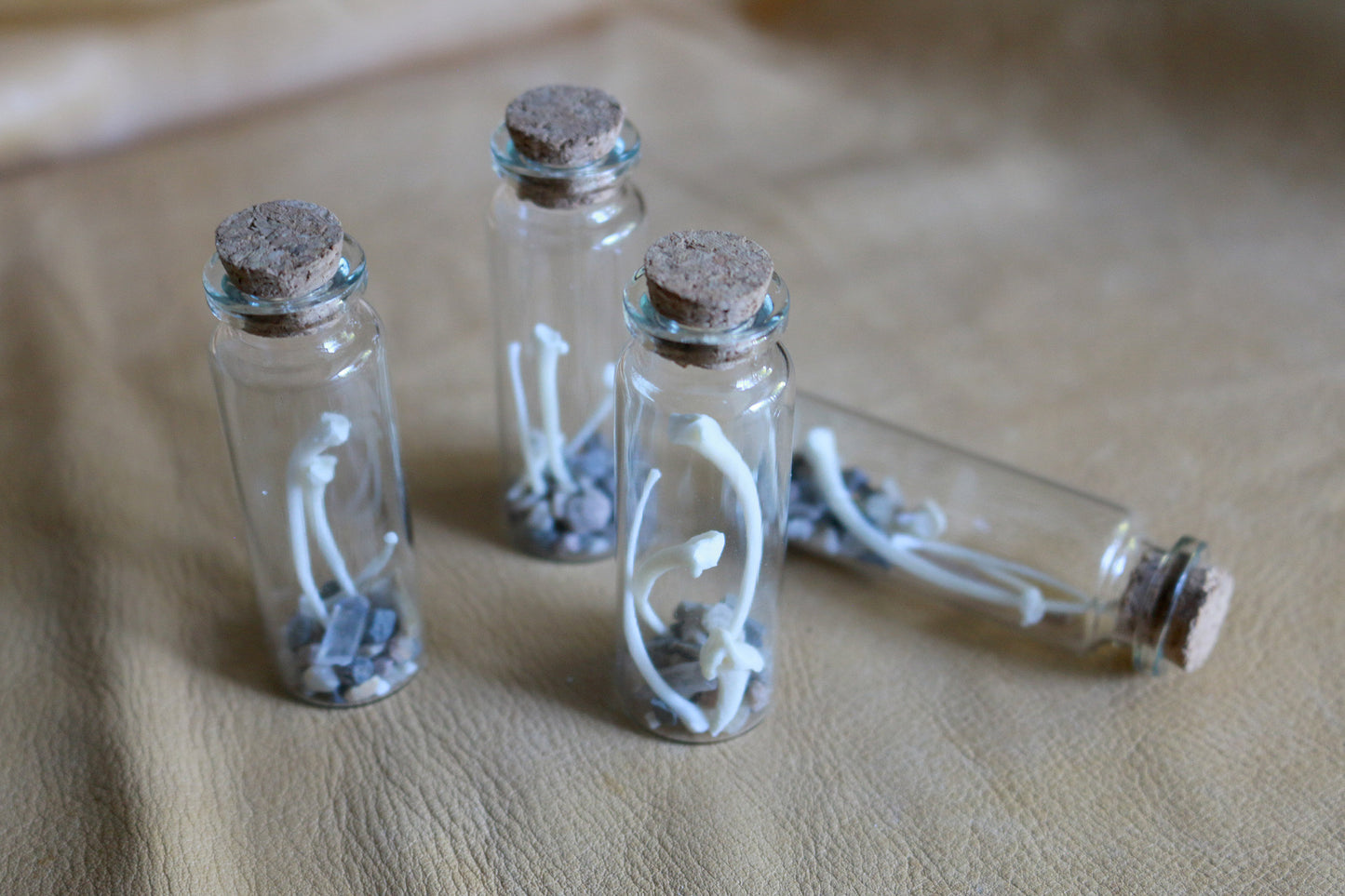 Desert Critters - Curiosities & Specimen Jar
