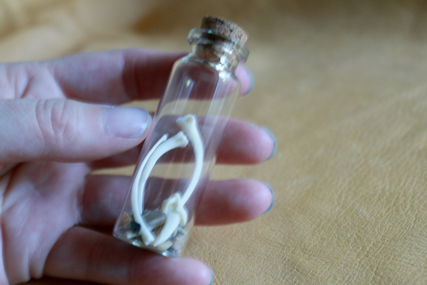 Desert Critters - Curiosities & Specimen Jar