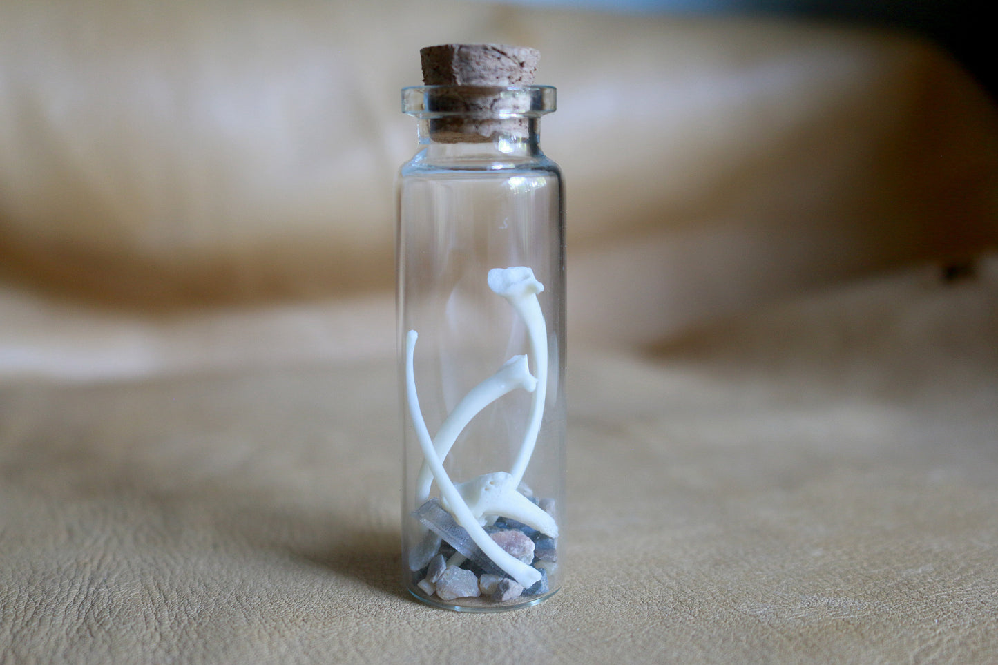 Desert Critters - Curiosities & Specimen Jar