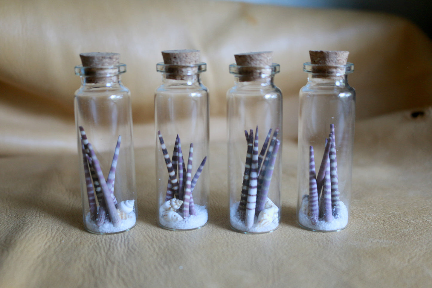Urchin Ocean - Curiosities & Specimen Jar