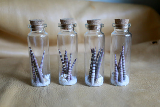 Urchin Ocean - Curiosities & Specimen Jar