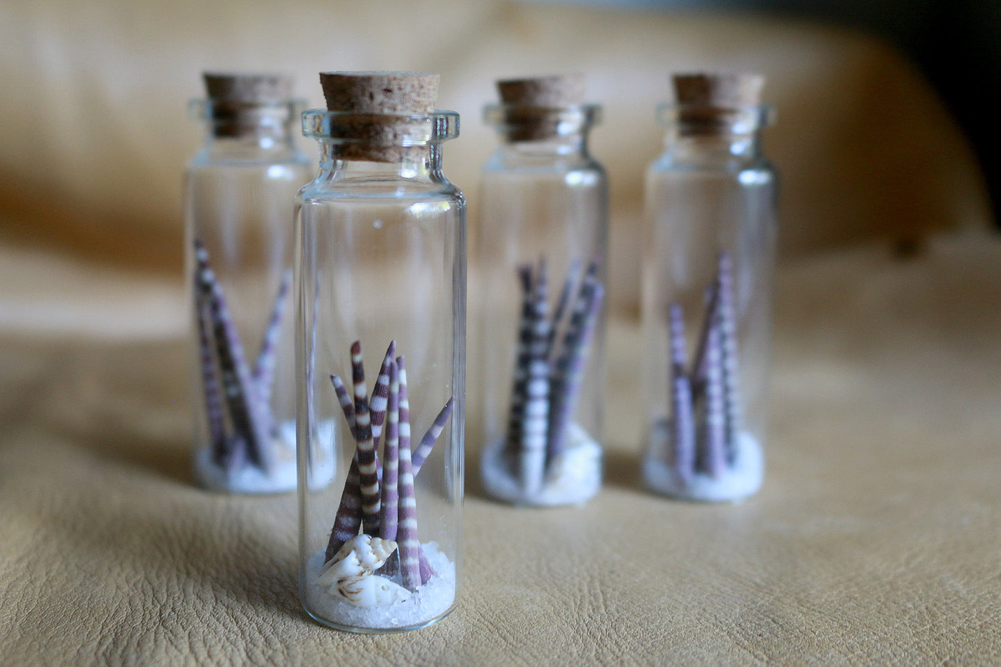 Urchin Ocean - Curiosities & Specimen Jar