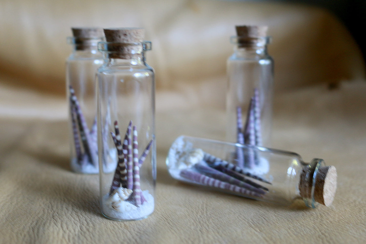 Urchin Ocean - Curiosities & Specimen Jar