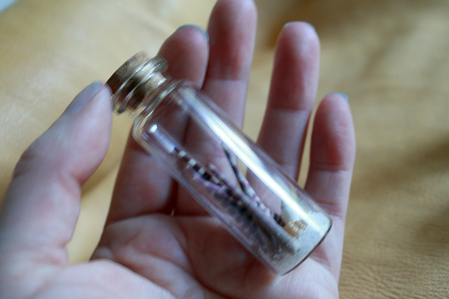 Urchin Ocean - Curiosities & Specimen Jar