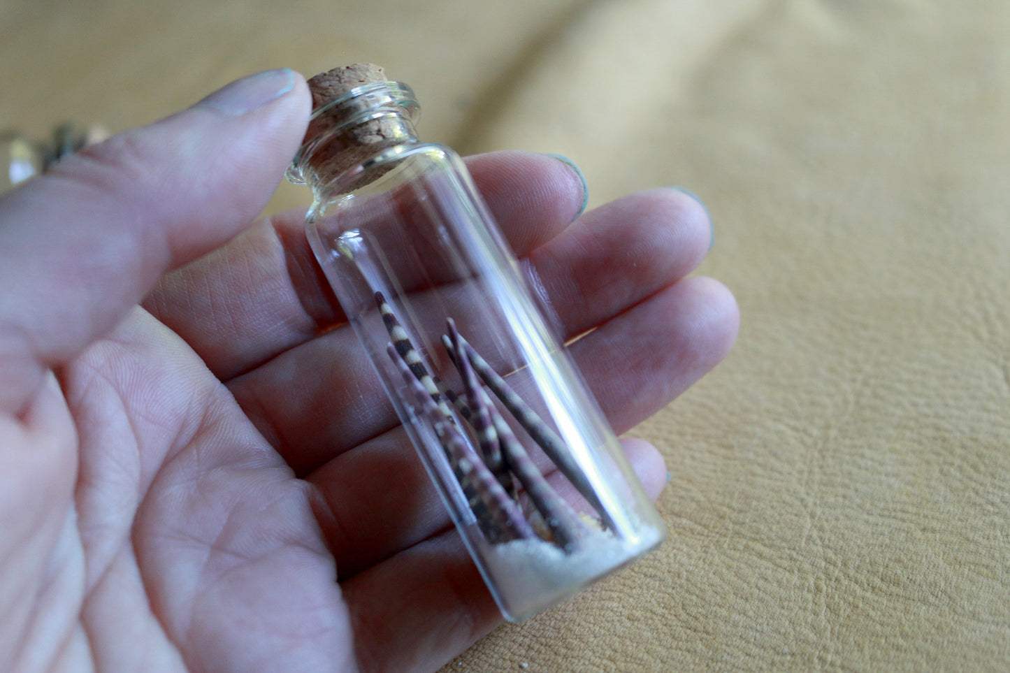 Urchin Ocean - Curiosities & Specimen Jar