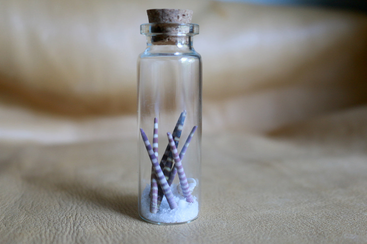 Urchin Ocean - Curiosities & Specimen Jar