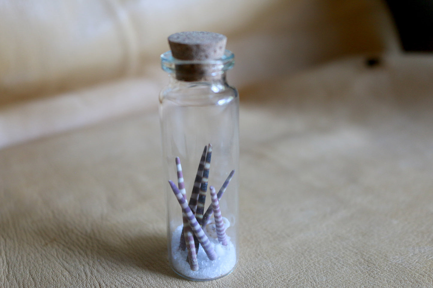 Urchin Ocean - Curiosities & Specimen Jar