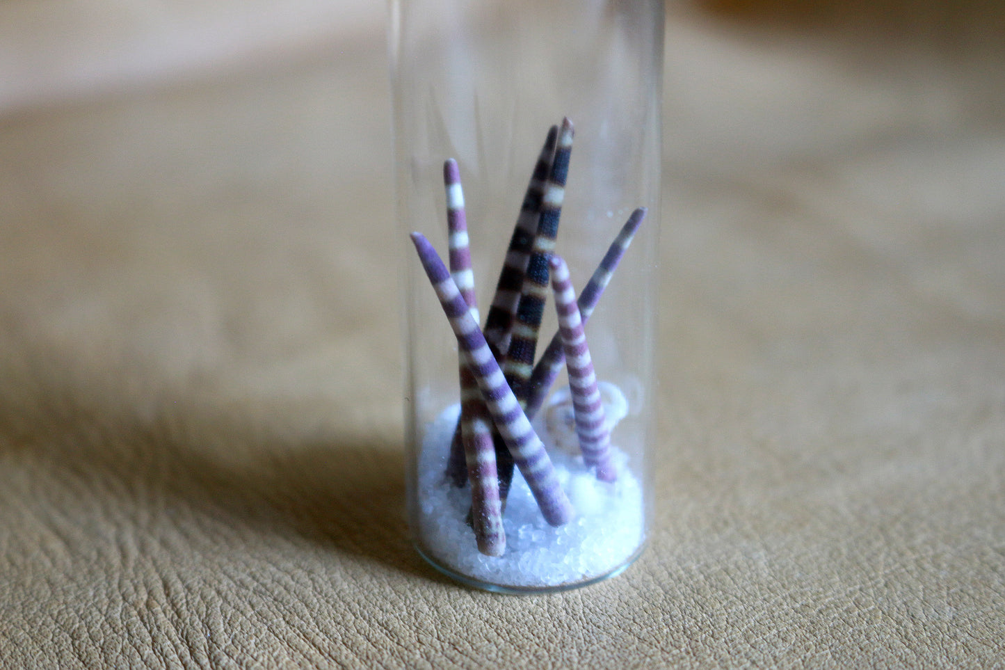 Urchin Ocean - Curiosities & Specimen Jar