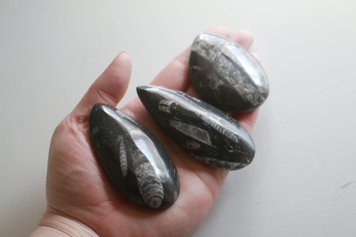 Orthoceras Fossil Spear (3in)