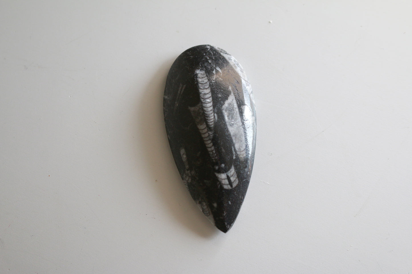 Orthoceras Fossil Spear (3in)