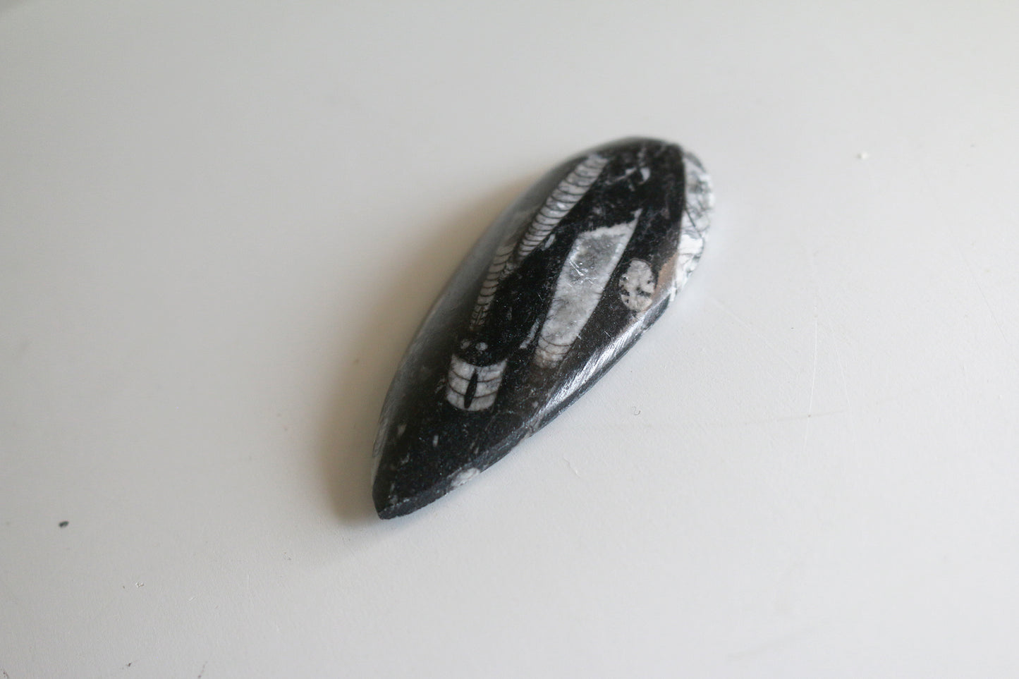 Orthoceras Fossil Spear (3in)