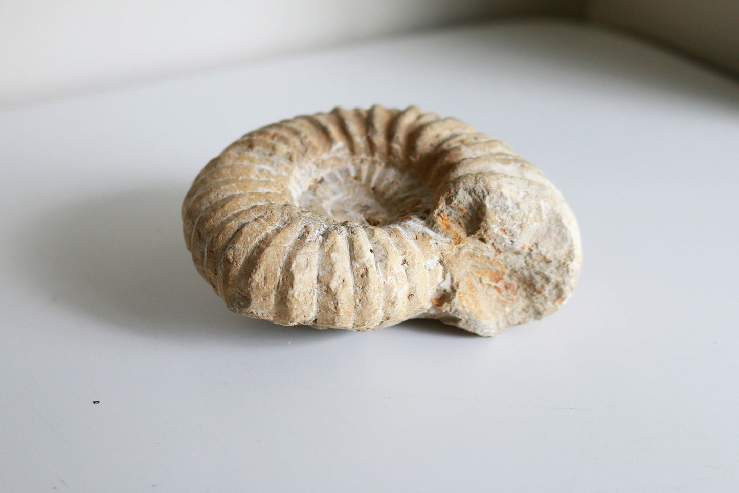 Raw Ammonite (12.7oz)