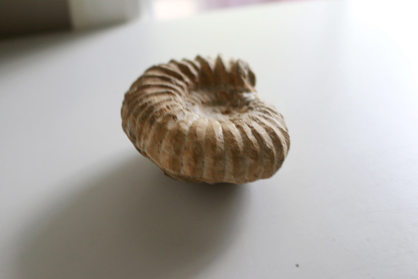 Raw Ammonite (12.7oz)