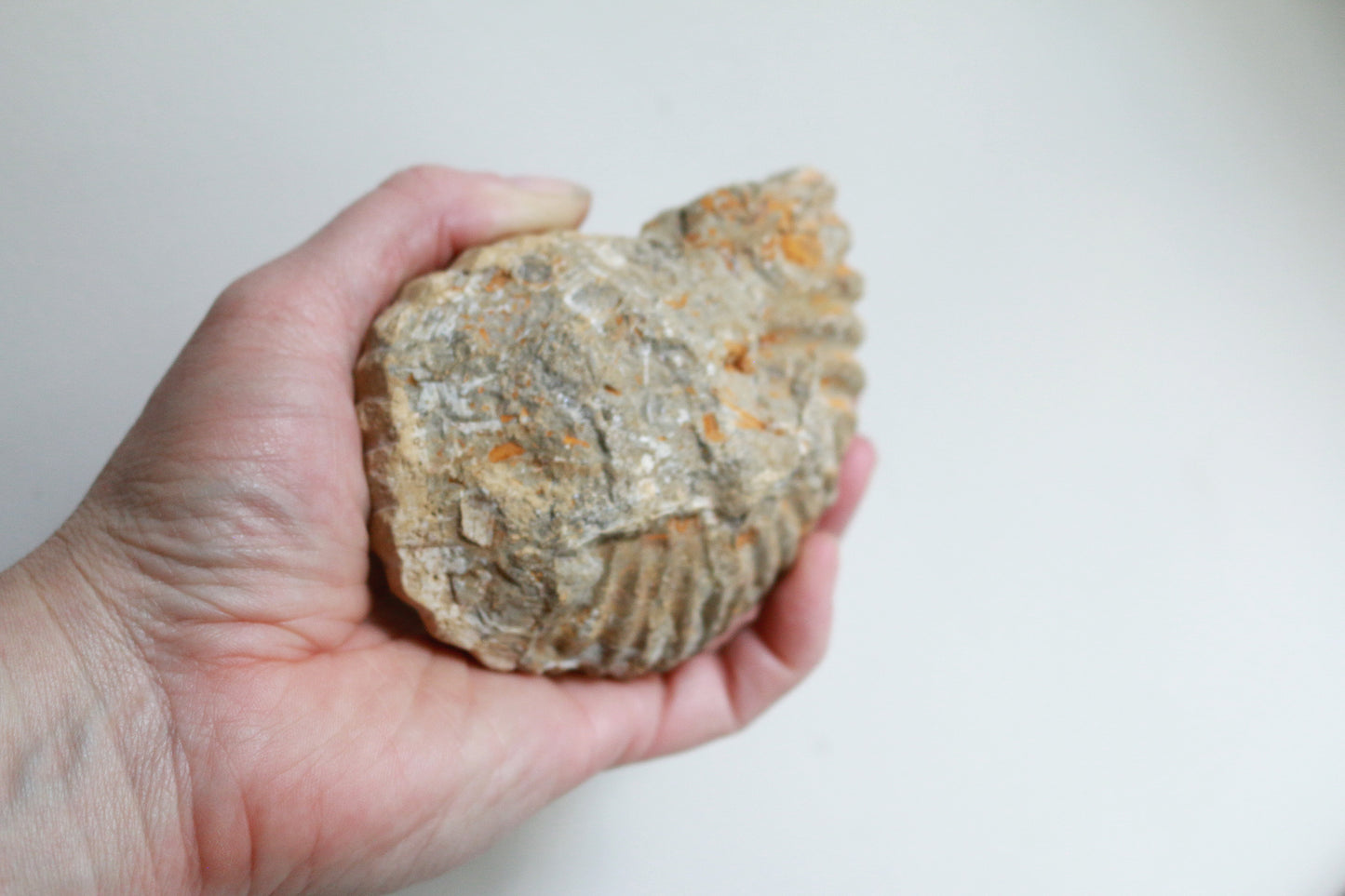 Raw Ammonite (12.7oz)