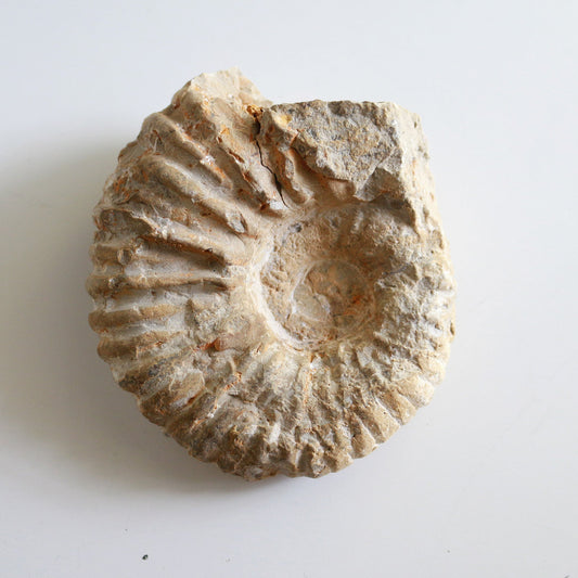 Raw Ammonite (14.6oz)
