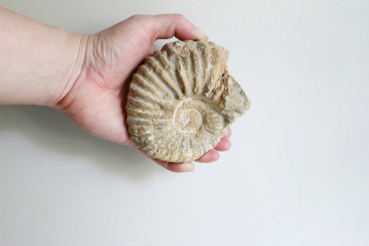 Raw Ammonite (14.6oz)