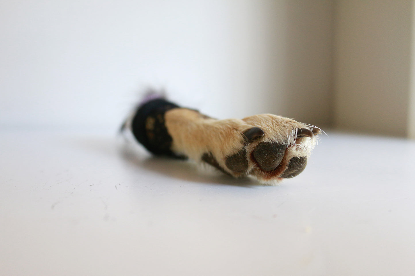 Elegant Crystal Coyote Paw
