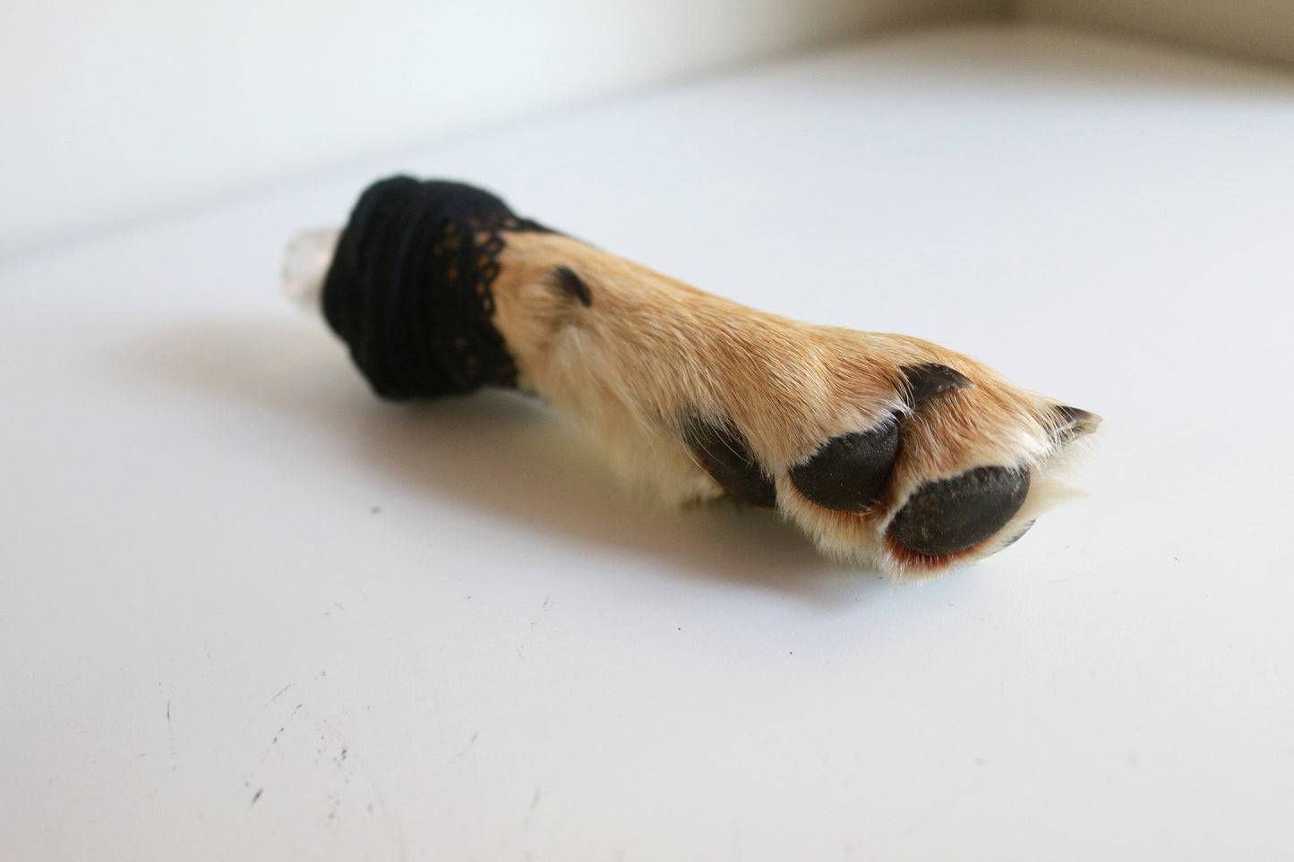 Crystal Coyote Paw