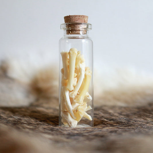 Groundhog Bones - Curiosities & Specimen Jar