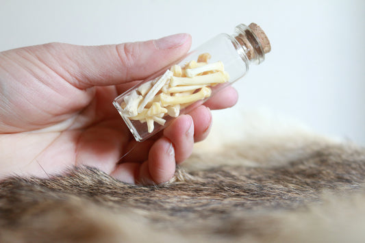 Groundhog Bones - Curiosities & Specimen Jar