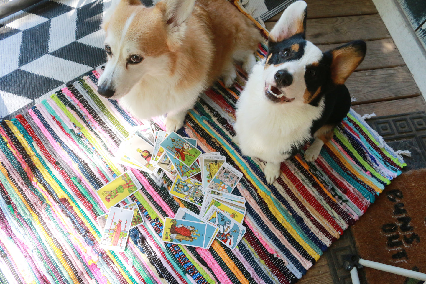 Corgi Tarot Readings