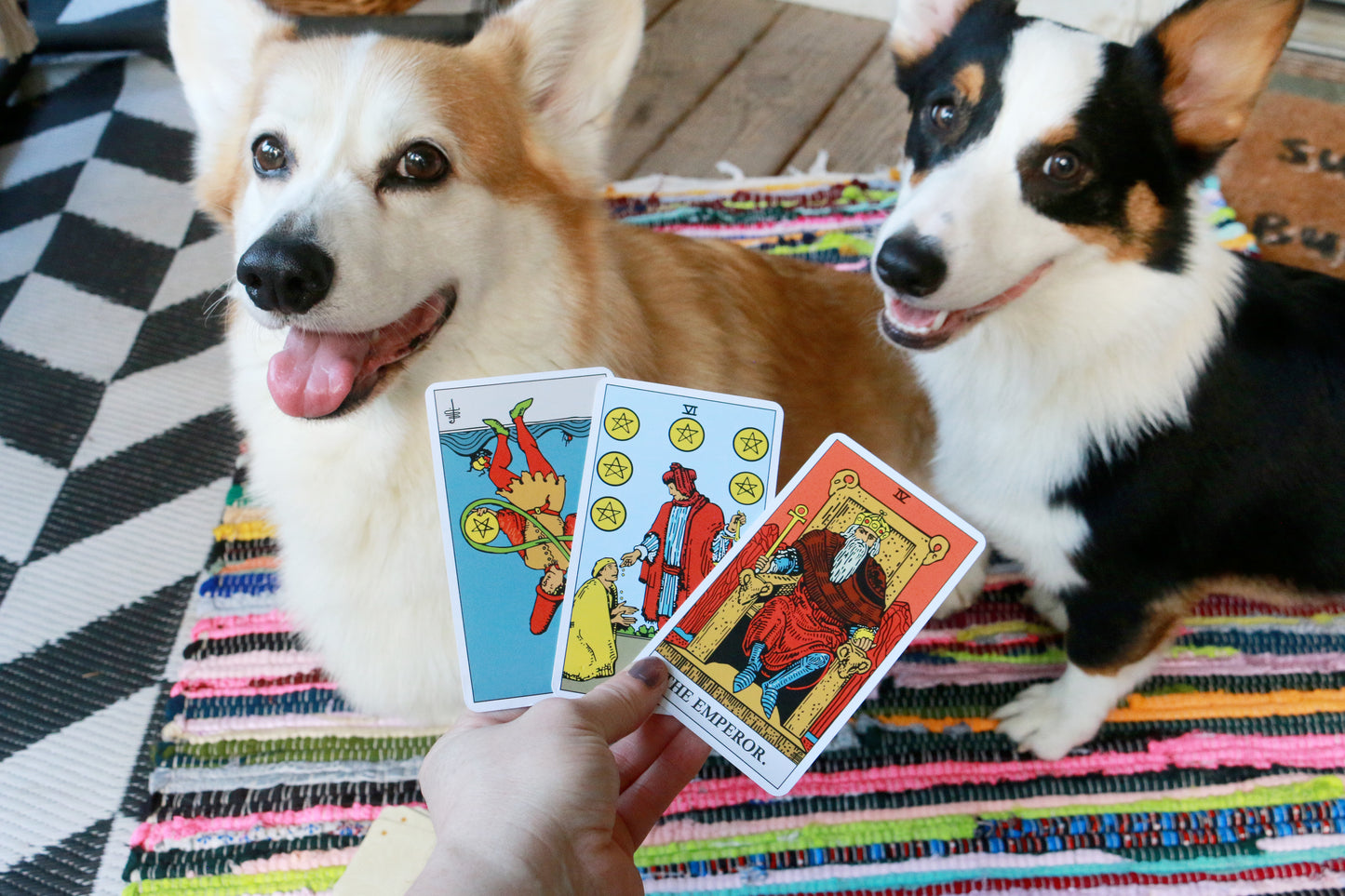 Corgi Tarot Readings