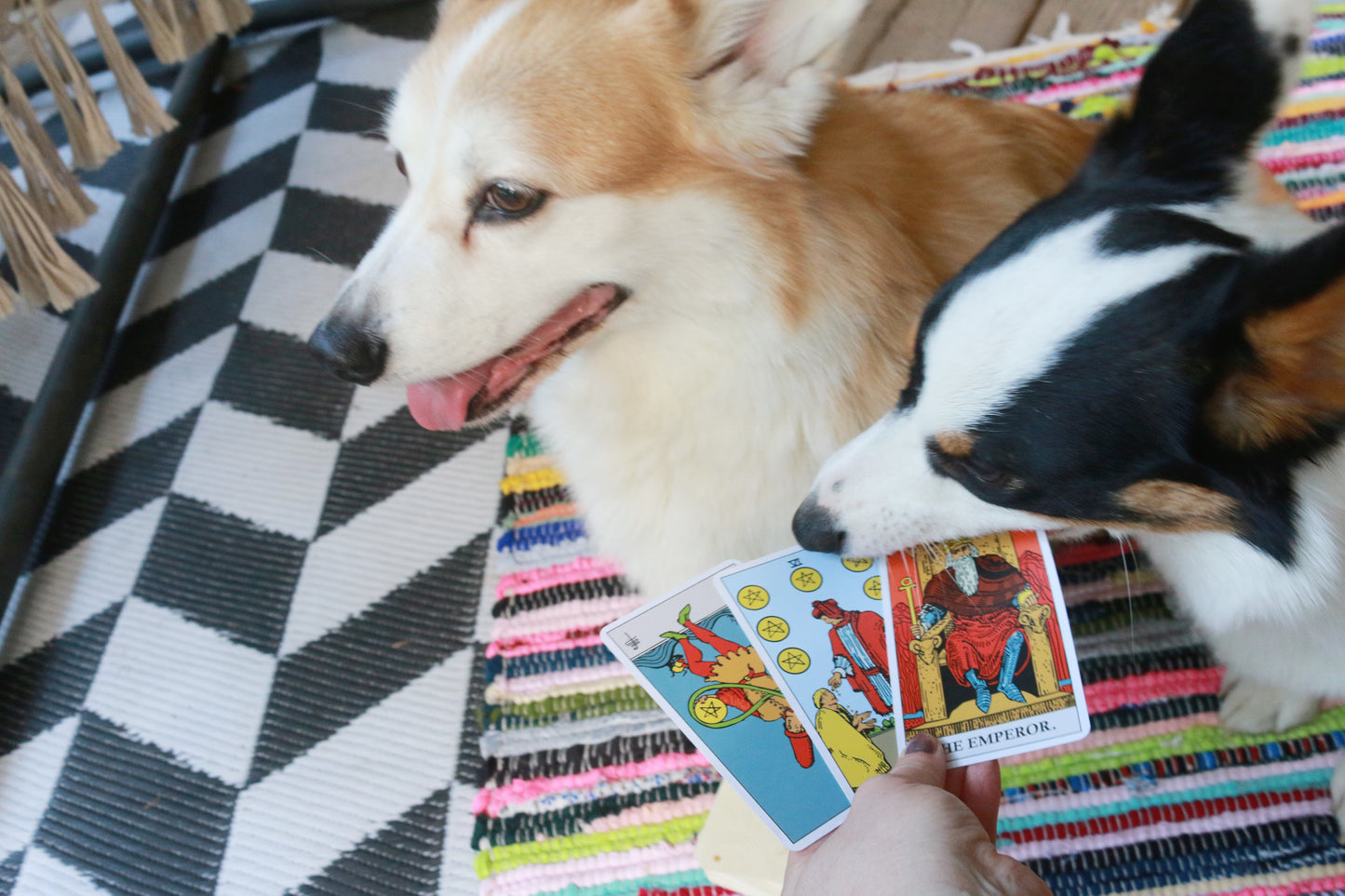 Corgi Tarot Readings