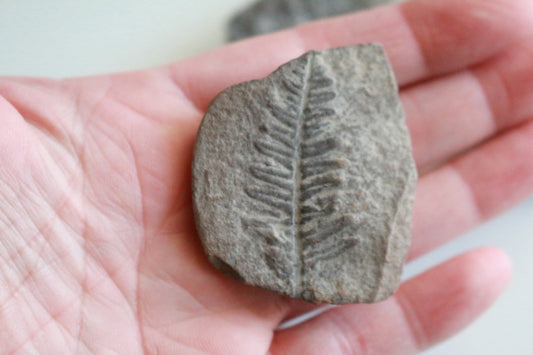 Fern Fossil
