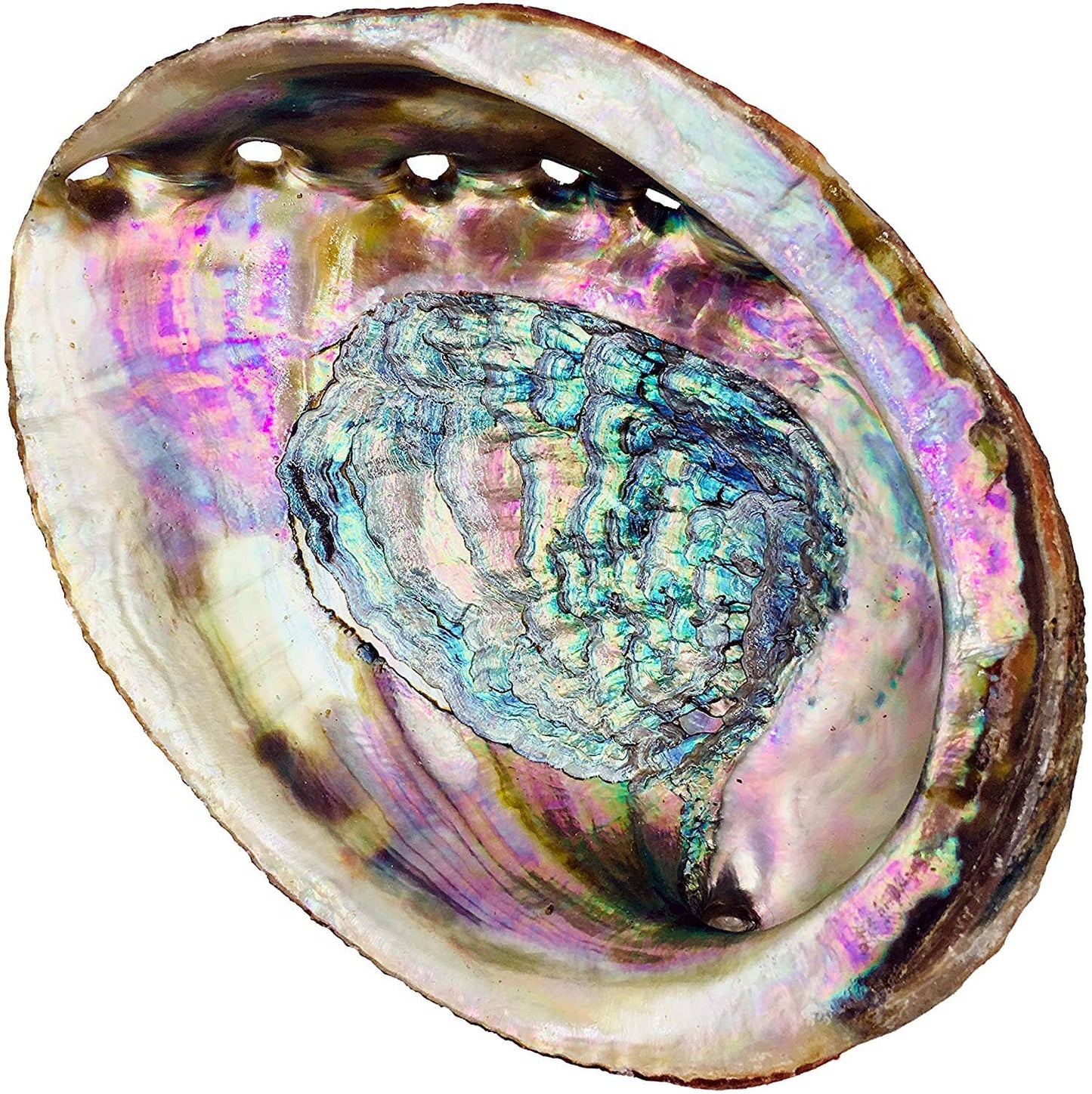 Abalone Smudge Shell