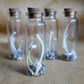 Desert Critters - Curiosities & Specimen Jar