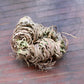 Rose of Jericho, Resurrection Plant