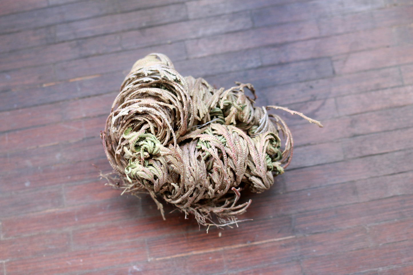 Rose of Jericho, Resurrection Plant