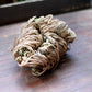 Rose of Jericho, Resurrection Plant