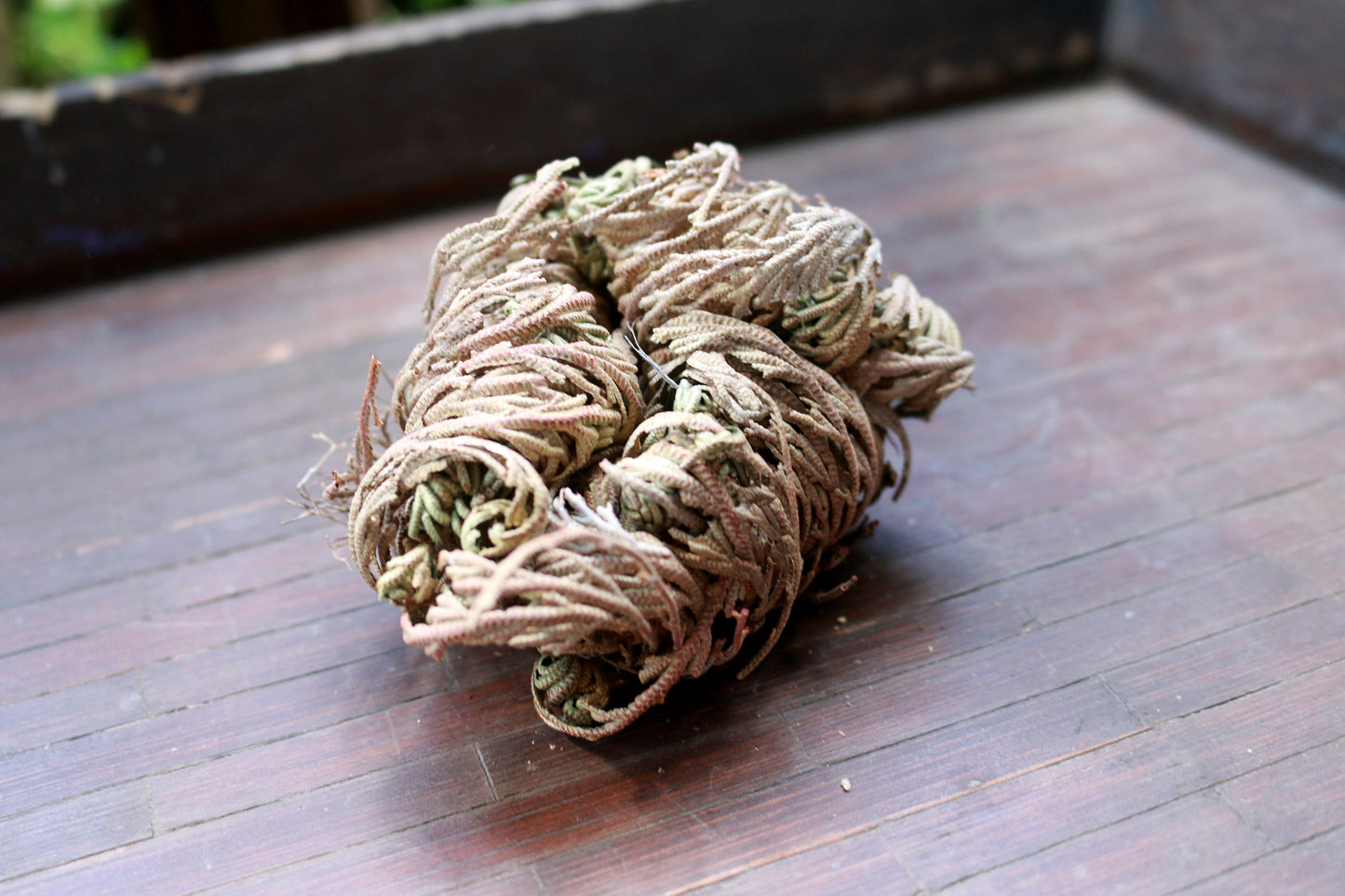 Rose of Jericho, Resurrection Plant