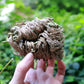 Rose of Jericho, Resurrection Plant