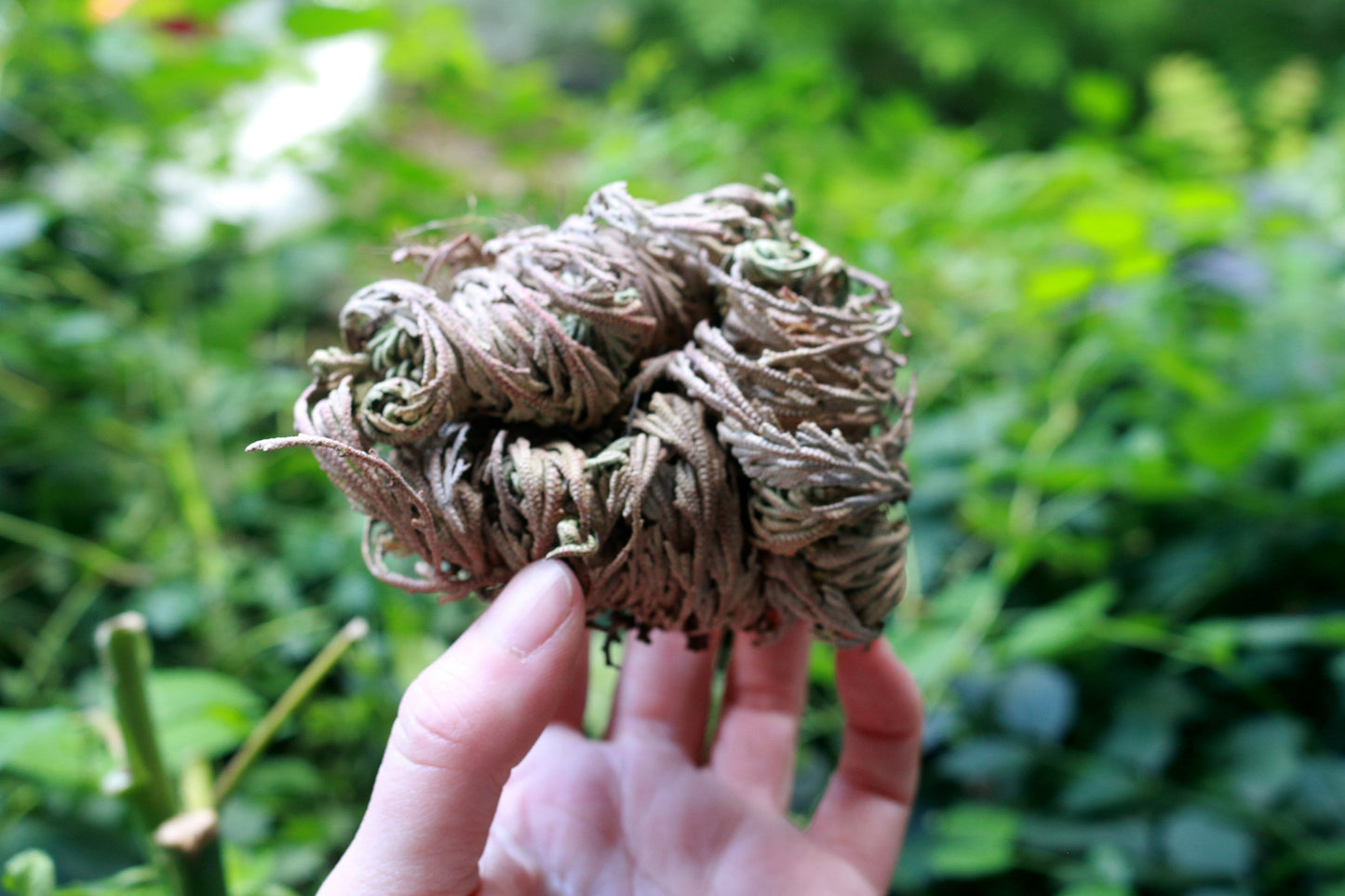 Rose of Jericho, Resurrection Plant