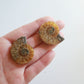 Ammonite (1.5 in)