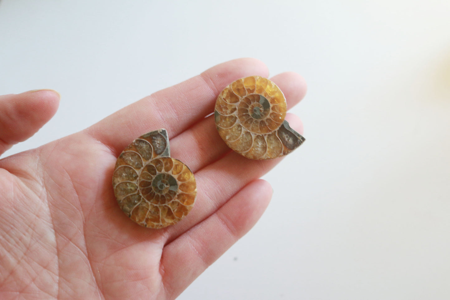 Ammonite (1.5 in)