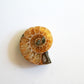 Ammonite (1.5 in)