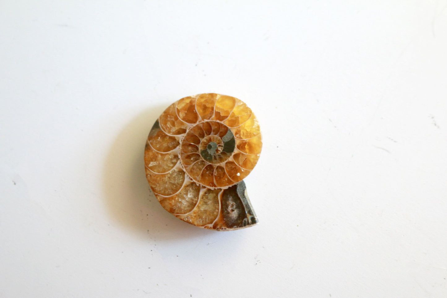 Ammonite (1.5 in)