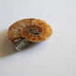 Ammonite (1.5 in)