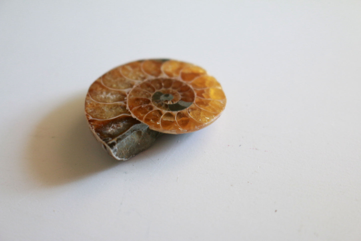 Ammonite (1.5 in)