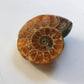 Ammonite (1.5 in)