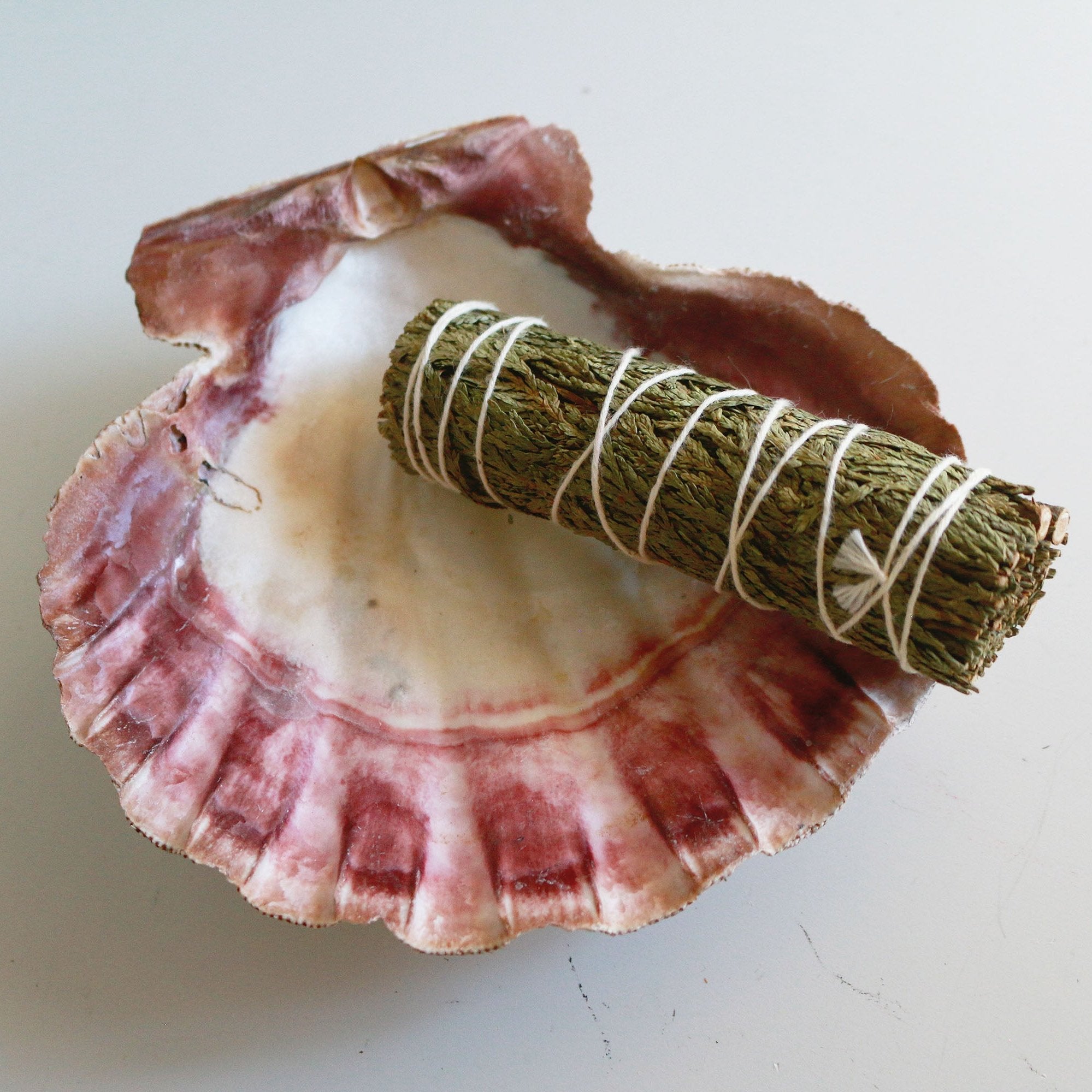 Lion Paw Clam Smudge Shell – OmniFeral