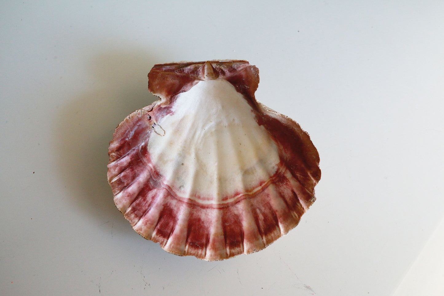 Lion Paw Clam Smudge Shell