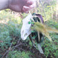 Woodland Mari Lwyd Ornament