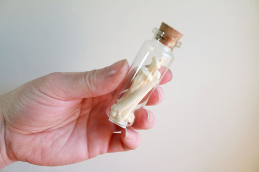 Bobcat Bones - Curiosities & Specimen Jar