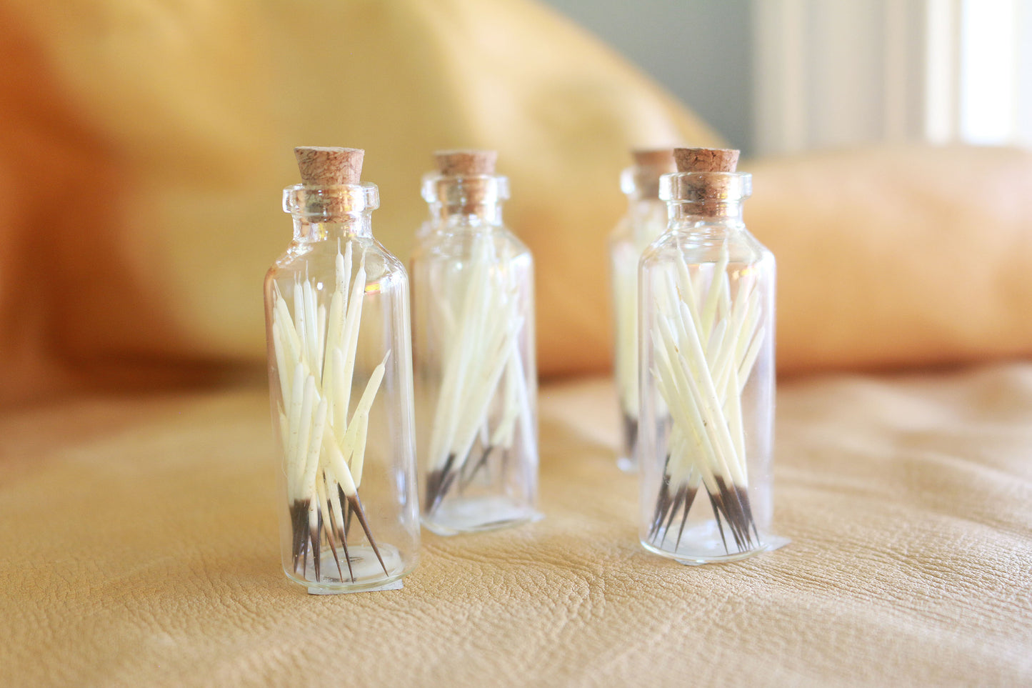 Porcupine Quills - Curiosities & Specimen Jar